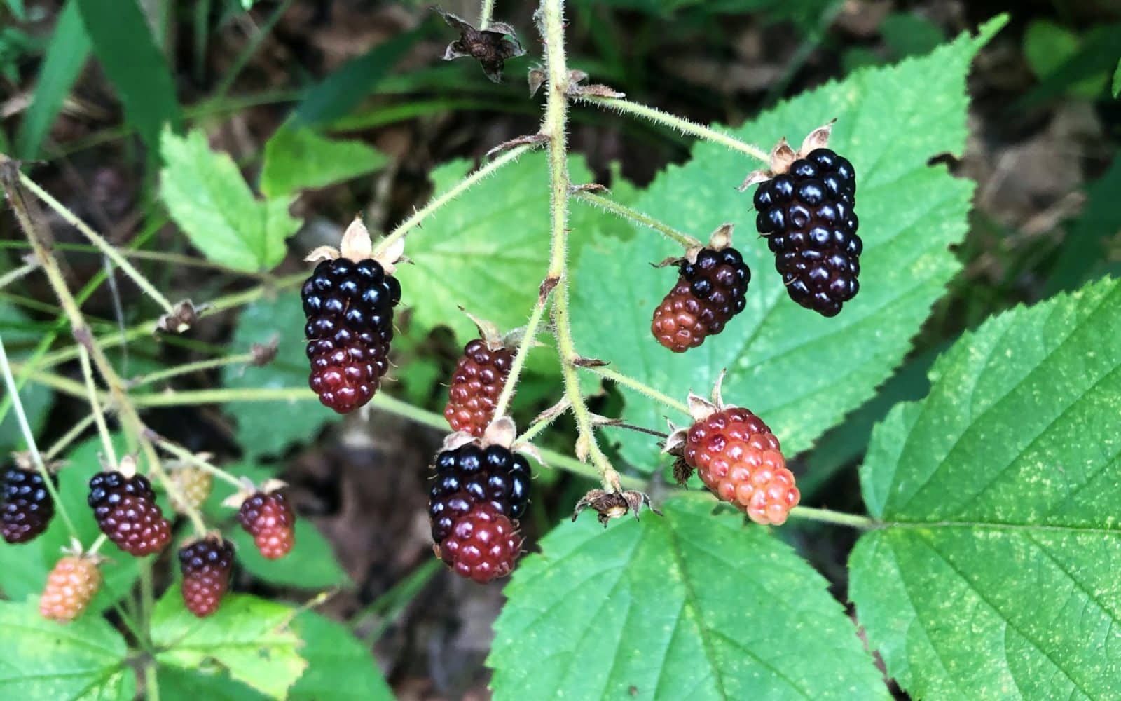 A Beginner's Guide to Backyard Berries How to Grow Strawberries
