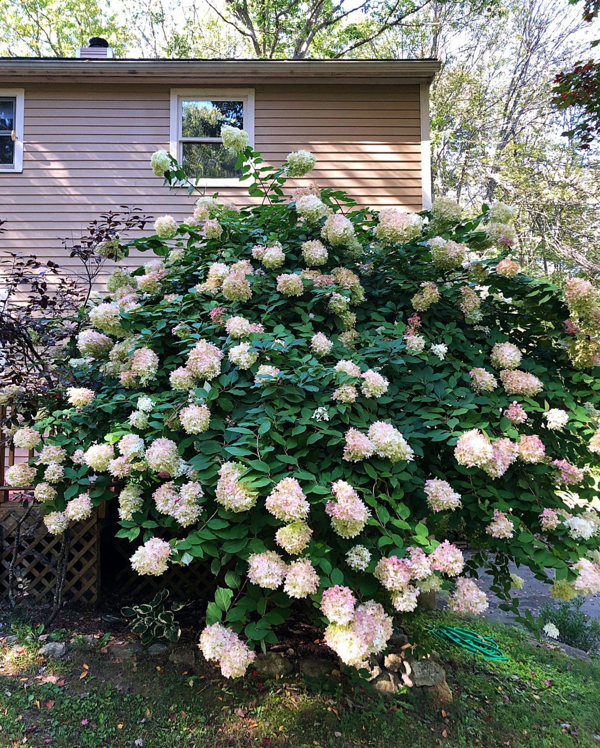 6 New England Hydrangea Varieties - And How to Prune Them - New England