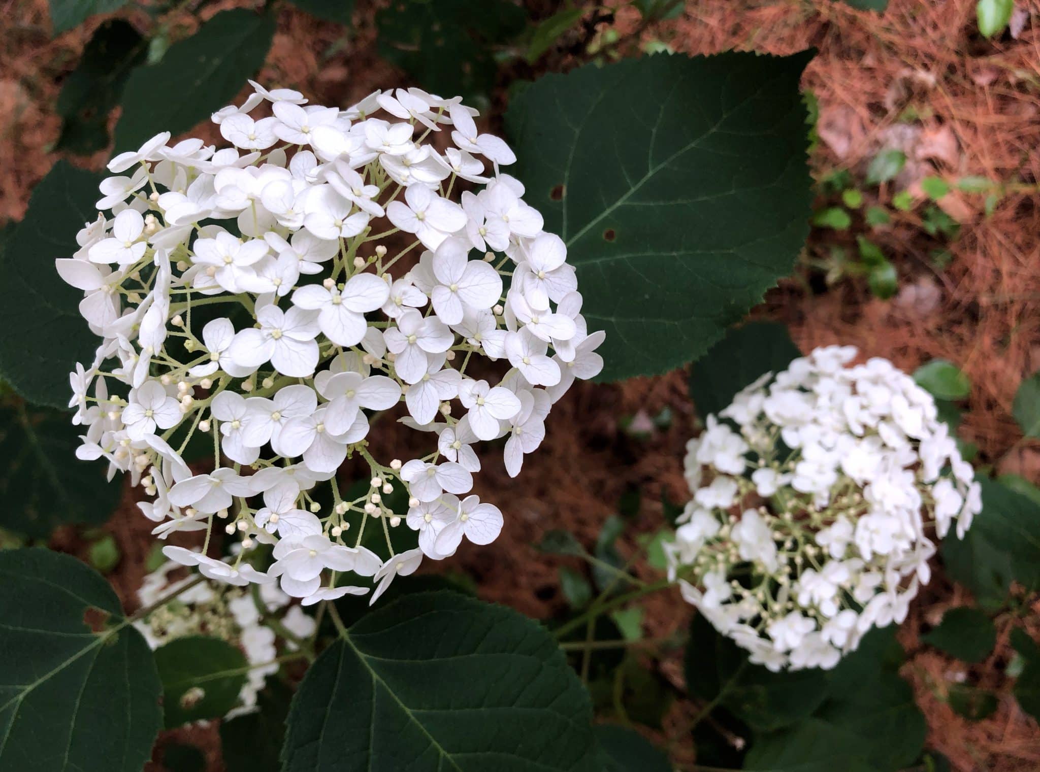 6 New England Hydrangea Varieties And How to Prune Them New England