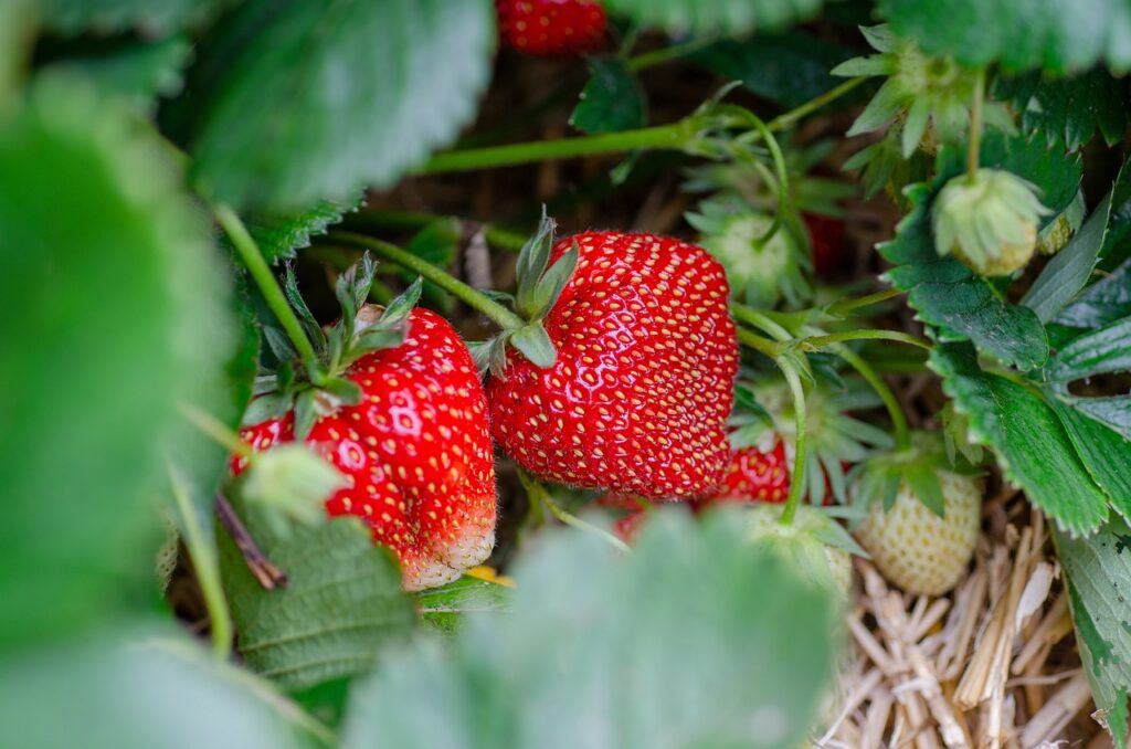 Ripe red strawberries growing on a plant among green leaves and straw, with some unripe green strawberries visible in the background.