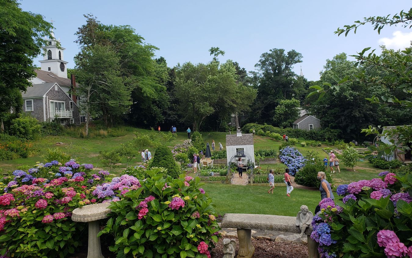 Discover Blooming Wonders at the Cape Cod Hydrangea Festival - New England