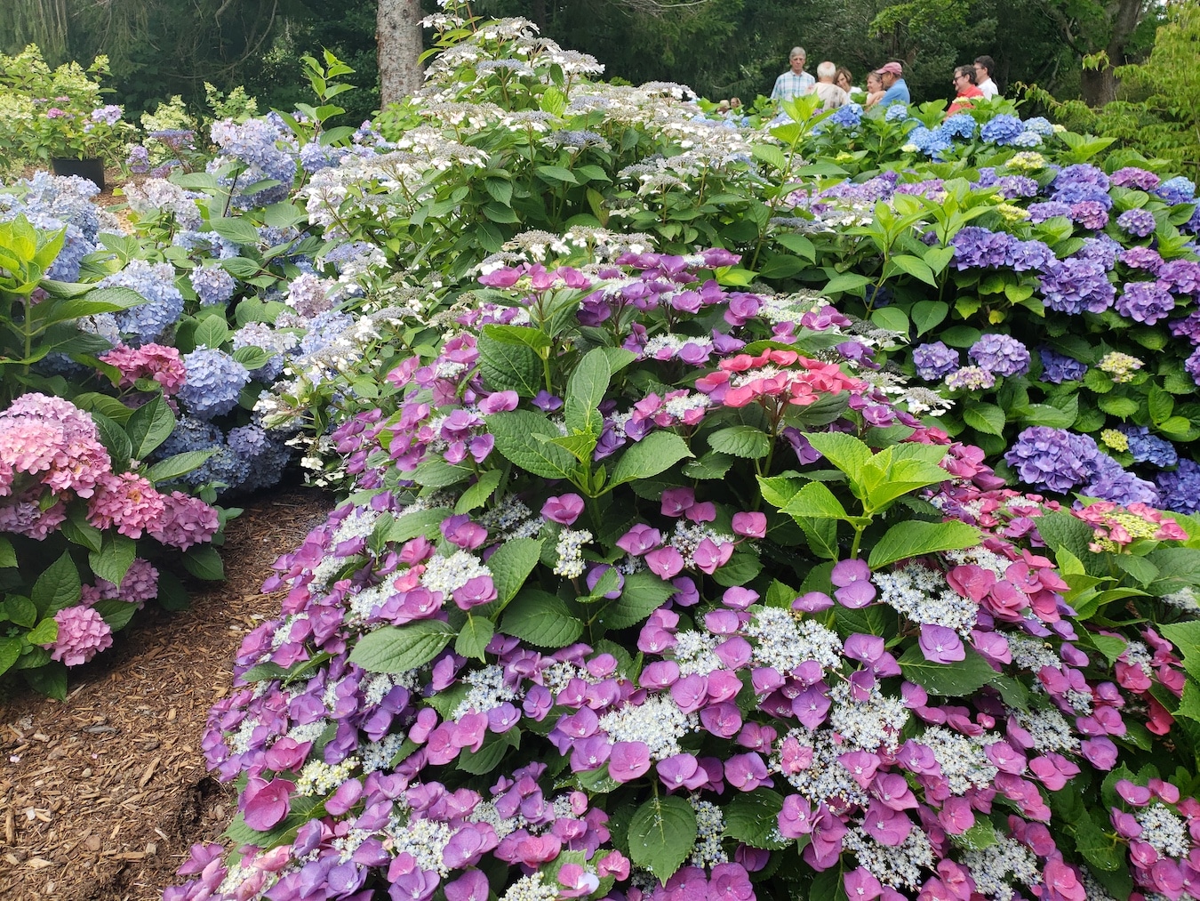 Discover Blooming Wonders at the Cape Cod Hydrangea Festival New England