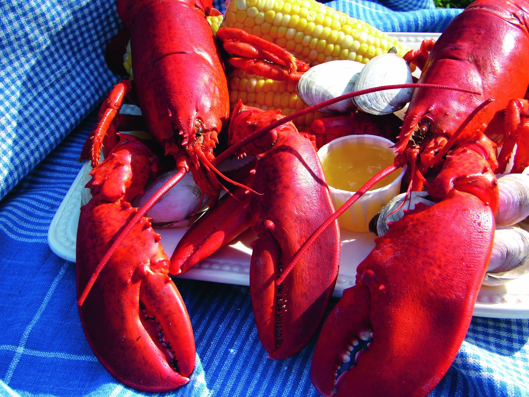 Scenic Summer Drive in Cape Ann, Massachusetts New England