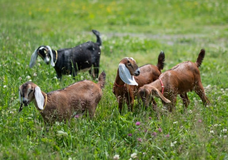 Hildene Peonies in Manchester, Vermont New England
