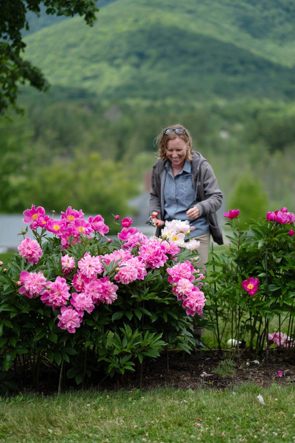 Hildene Peonies in Manchester, Vermont New England