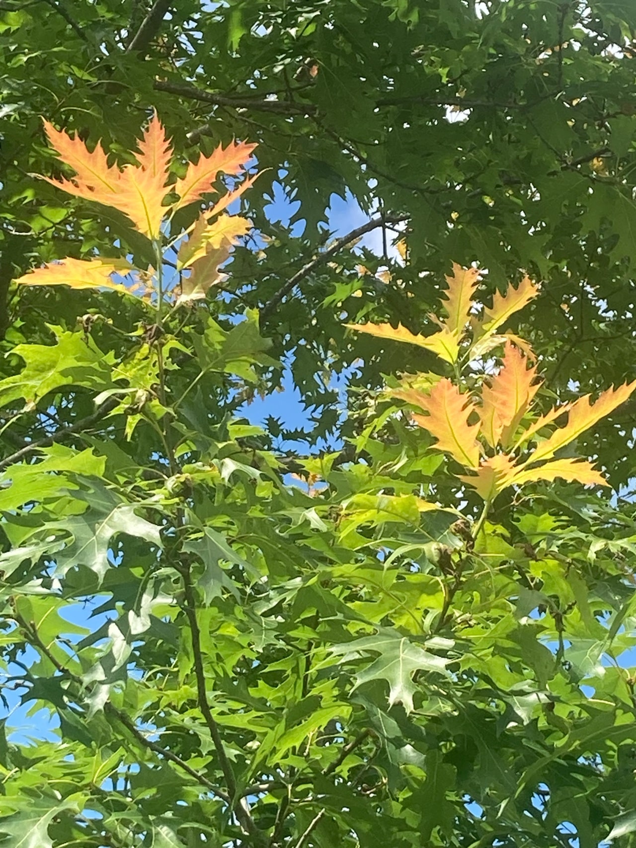 New England Fall Foliage | 2023 Forecast - New England