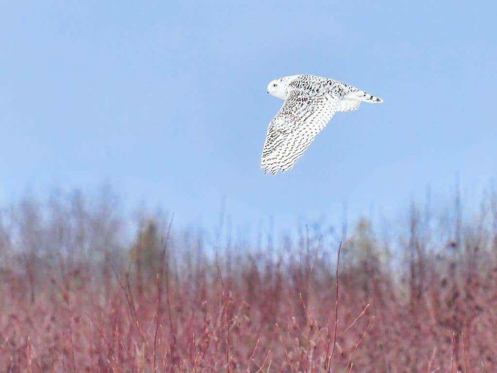 Snowy Owl - Winter Birdwatching in Maine