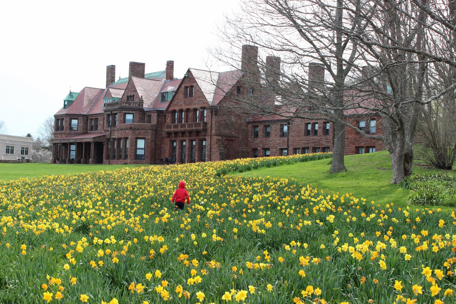 Daffodils in Newport, Rhode Island.