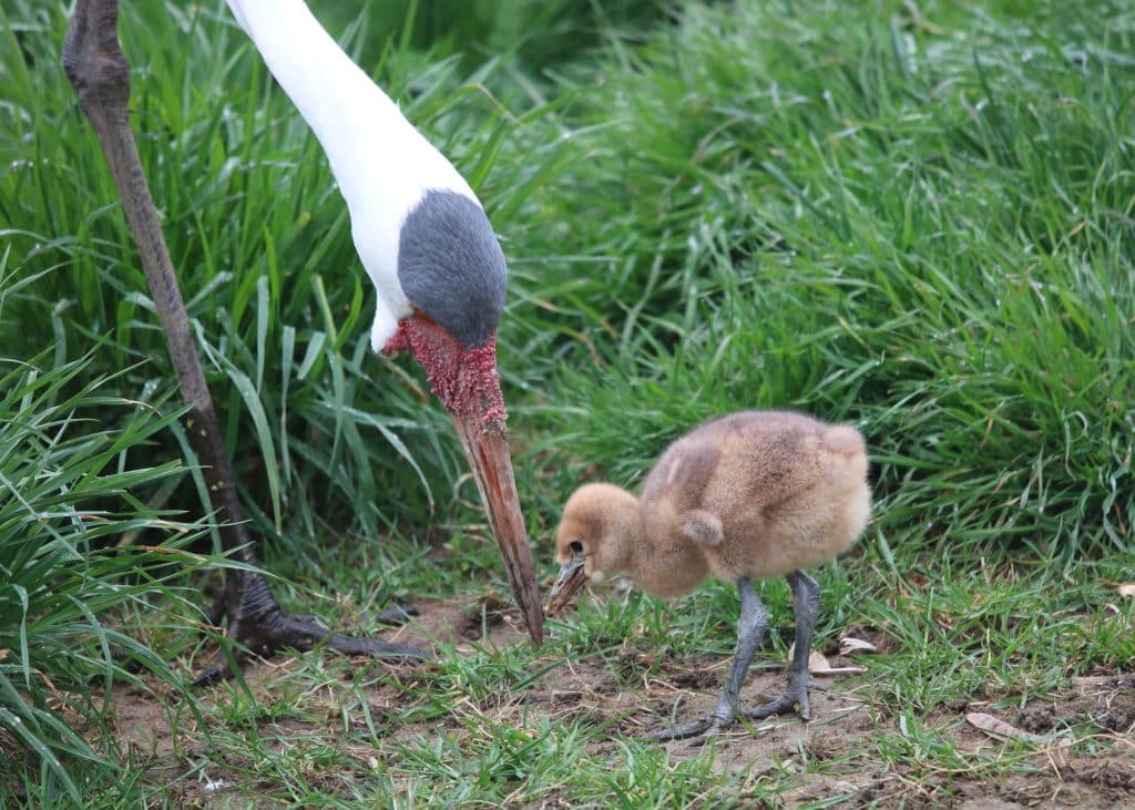 Wattled Crane and Chick
