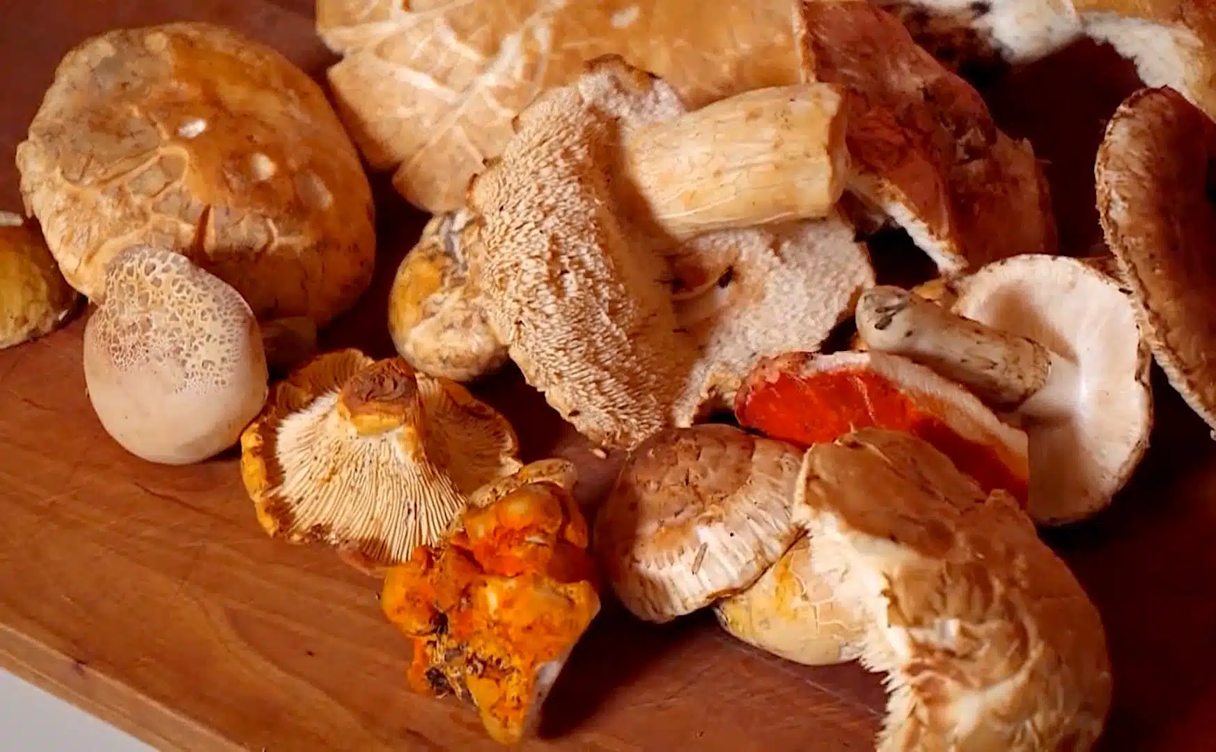 Mushrooms at the Black Trumpet.