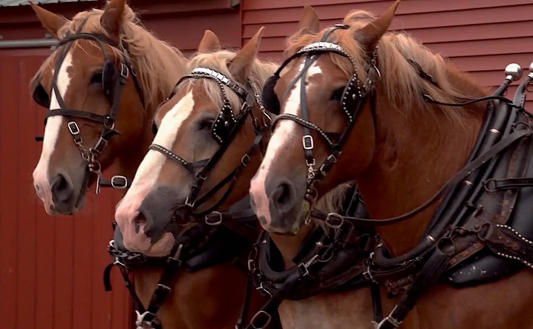 horses at coppal house farm.