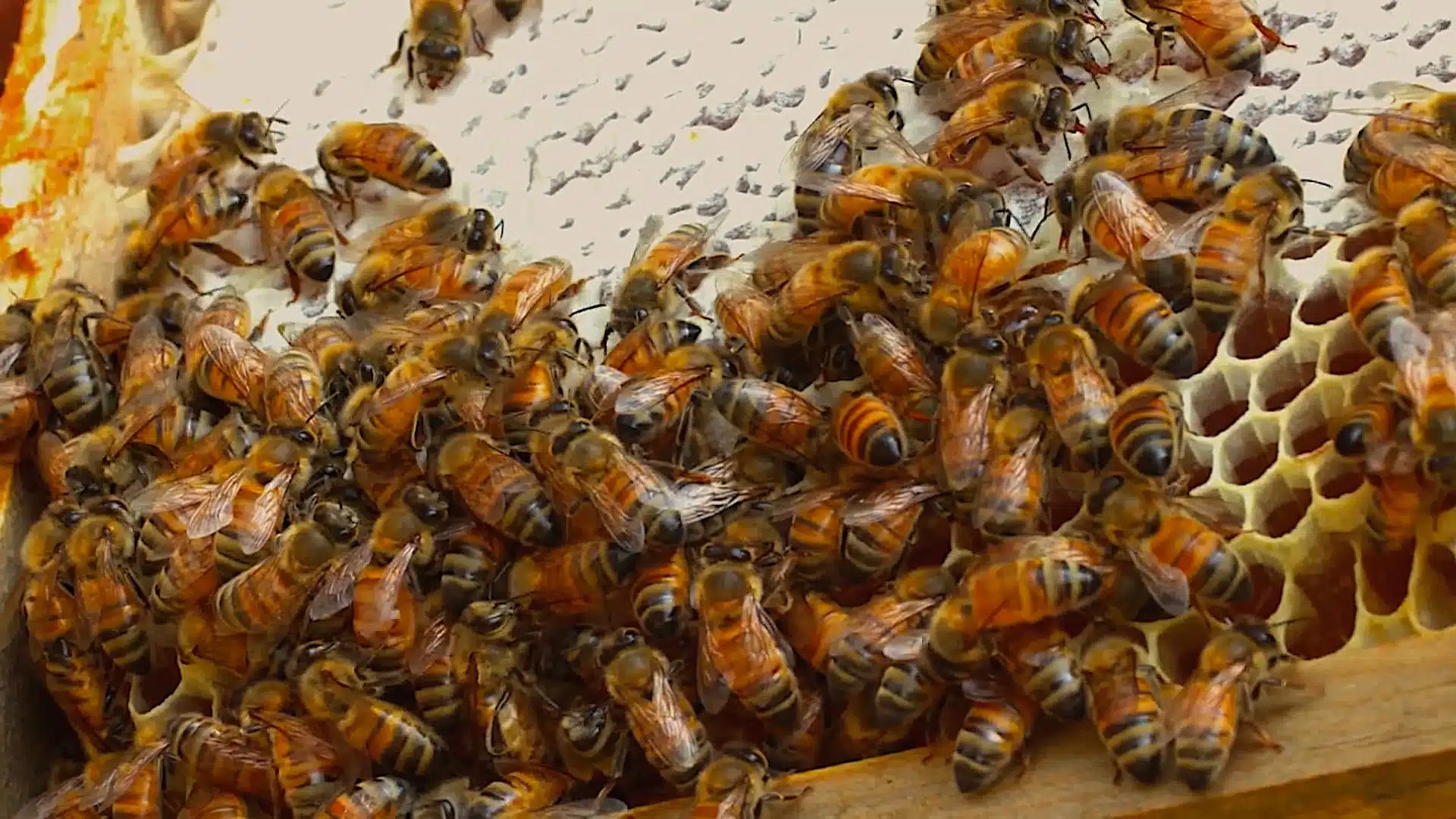 A cluster of honeybees gathered on a honeycomb.