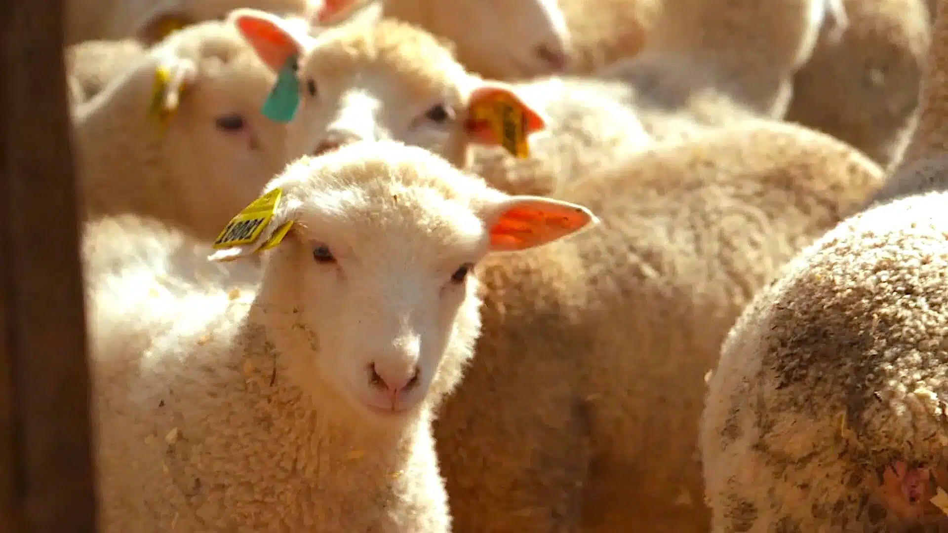 A group of sheep standing close together, with some wearing yellow identification tags on their ears.