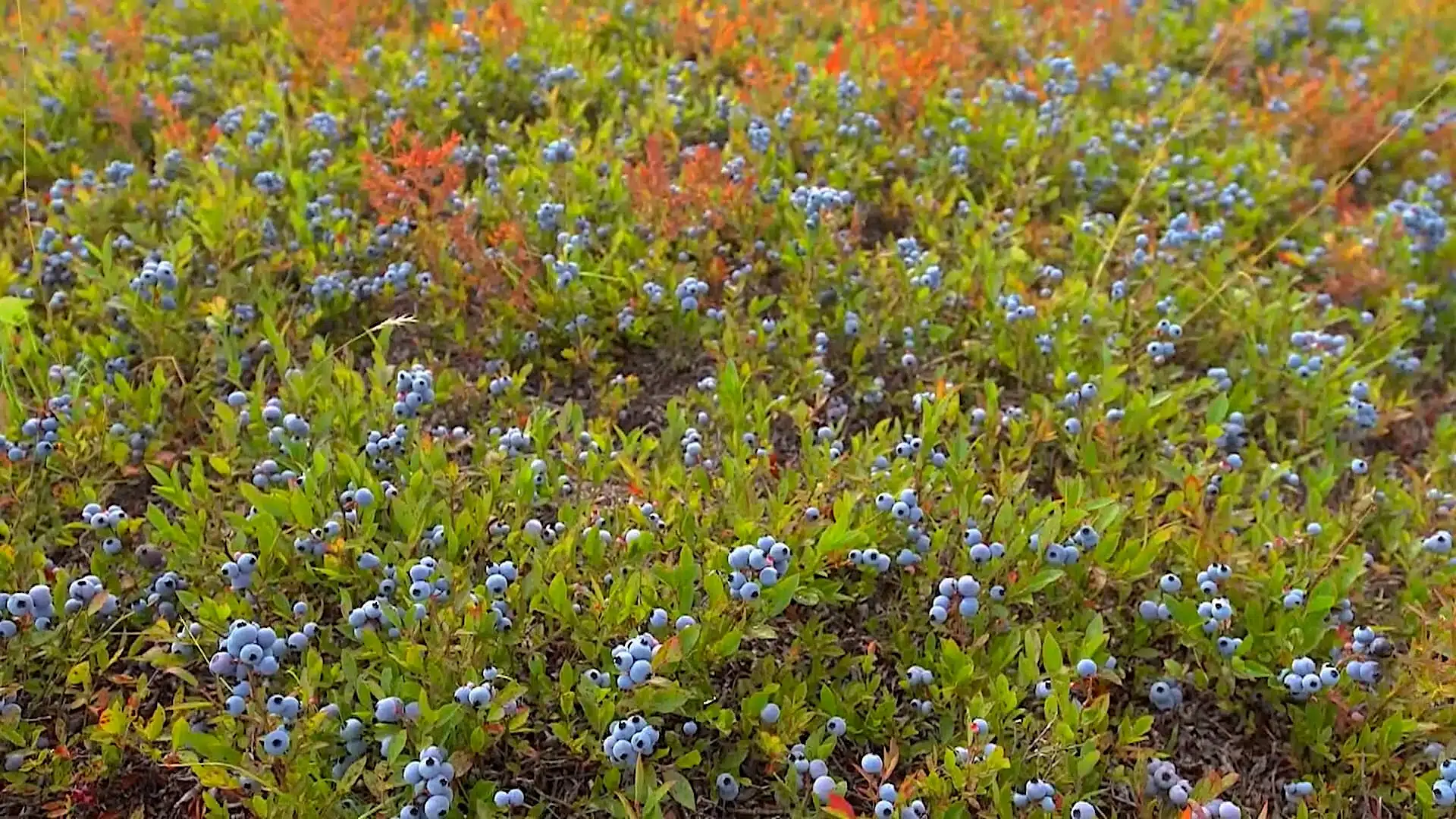 Harvesting Wild Blueberries Along the Maine Bold Coast