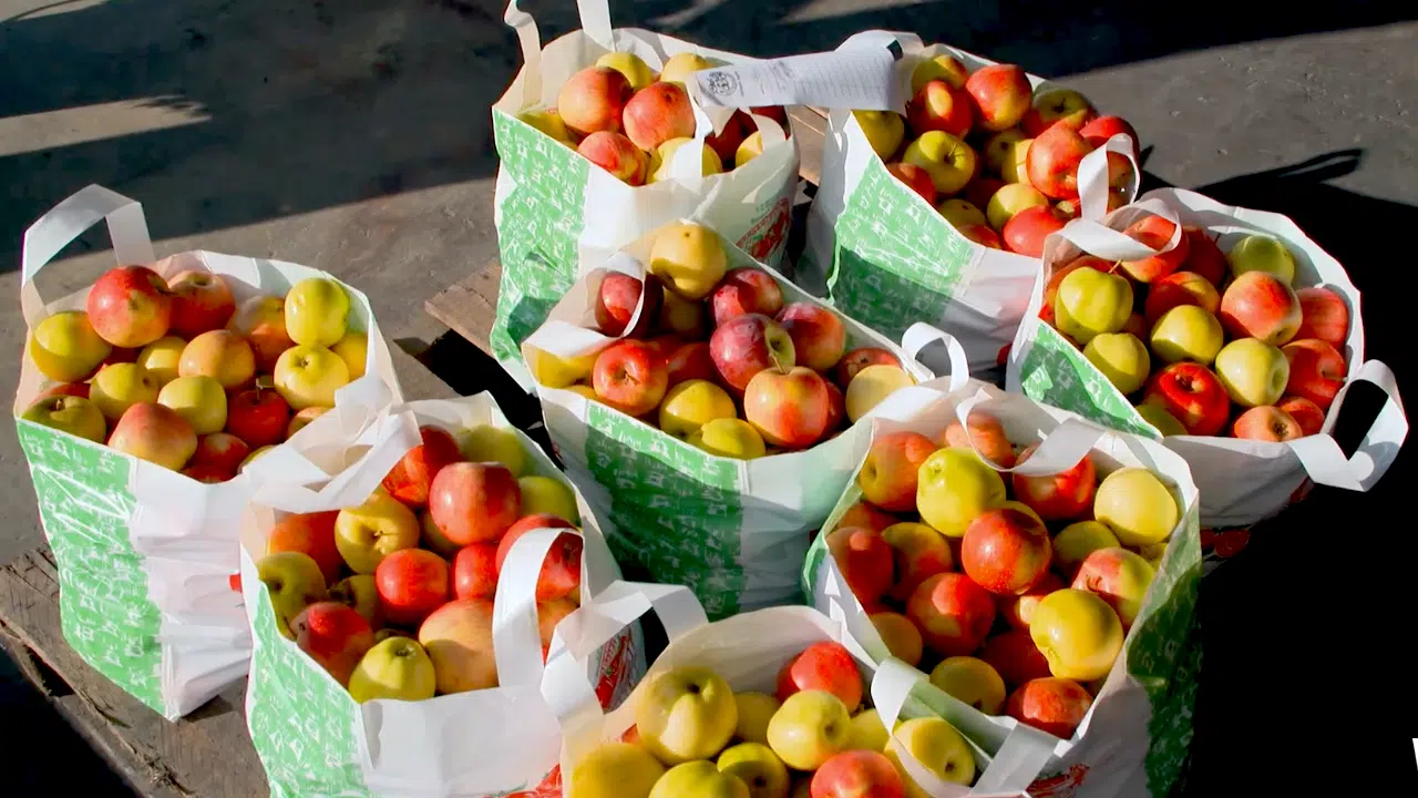 Apples at Scott Farm Orchard.