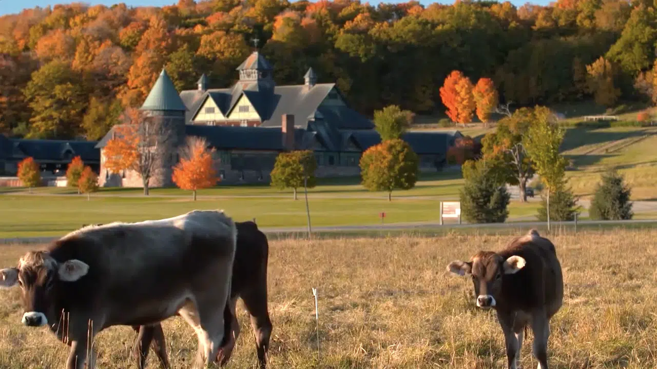 swiss brown cows in a field in front of shelburne farm.