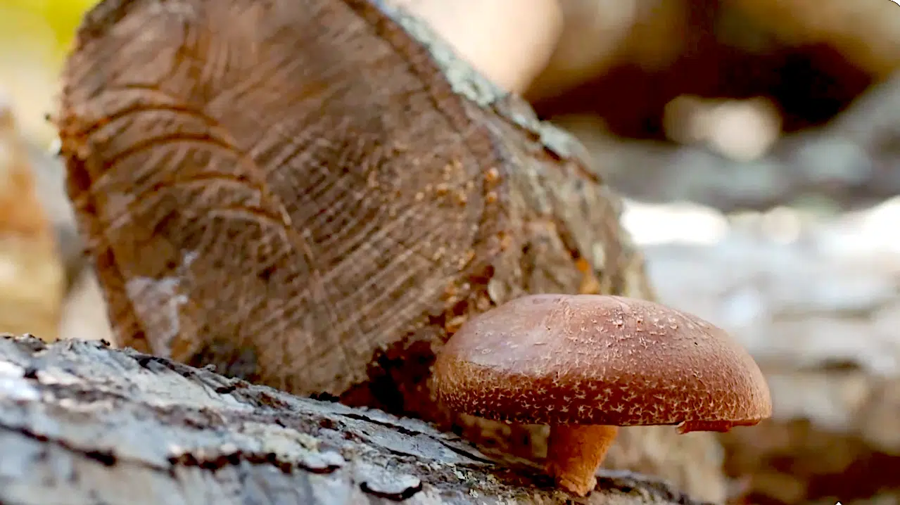 Mushroom at MV Mycological.