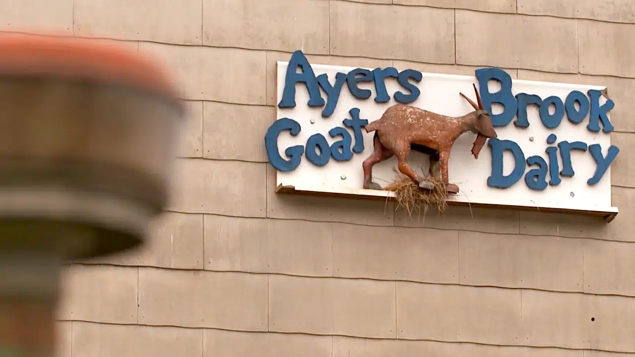 Ayers Brook goat dairy farm sign
