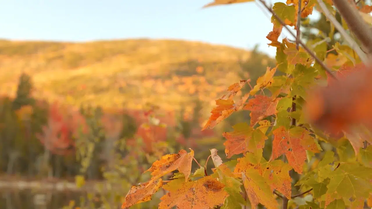 Fall foliage in New Hampshire