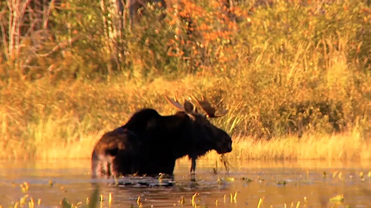 A moose with antlers standing in a shallow, grassy body of water, surrounded by a forest with autumn foliage.