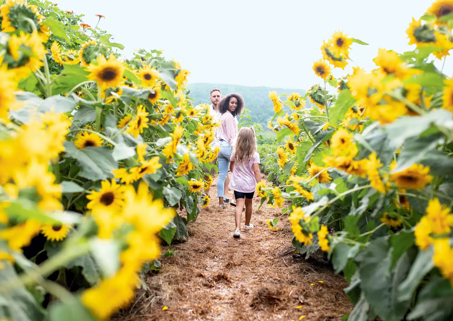 Billings Farm & Museum Sunflower House