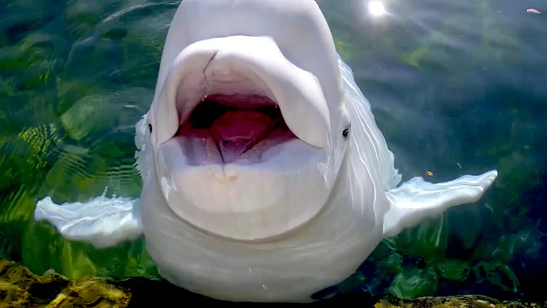 Beluga whale with an open mouth.