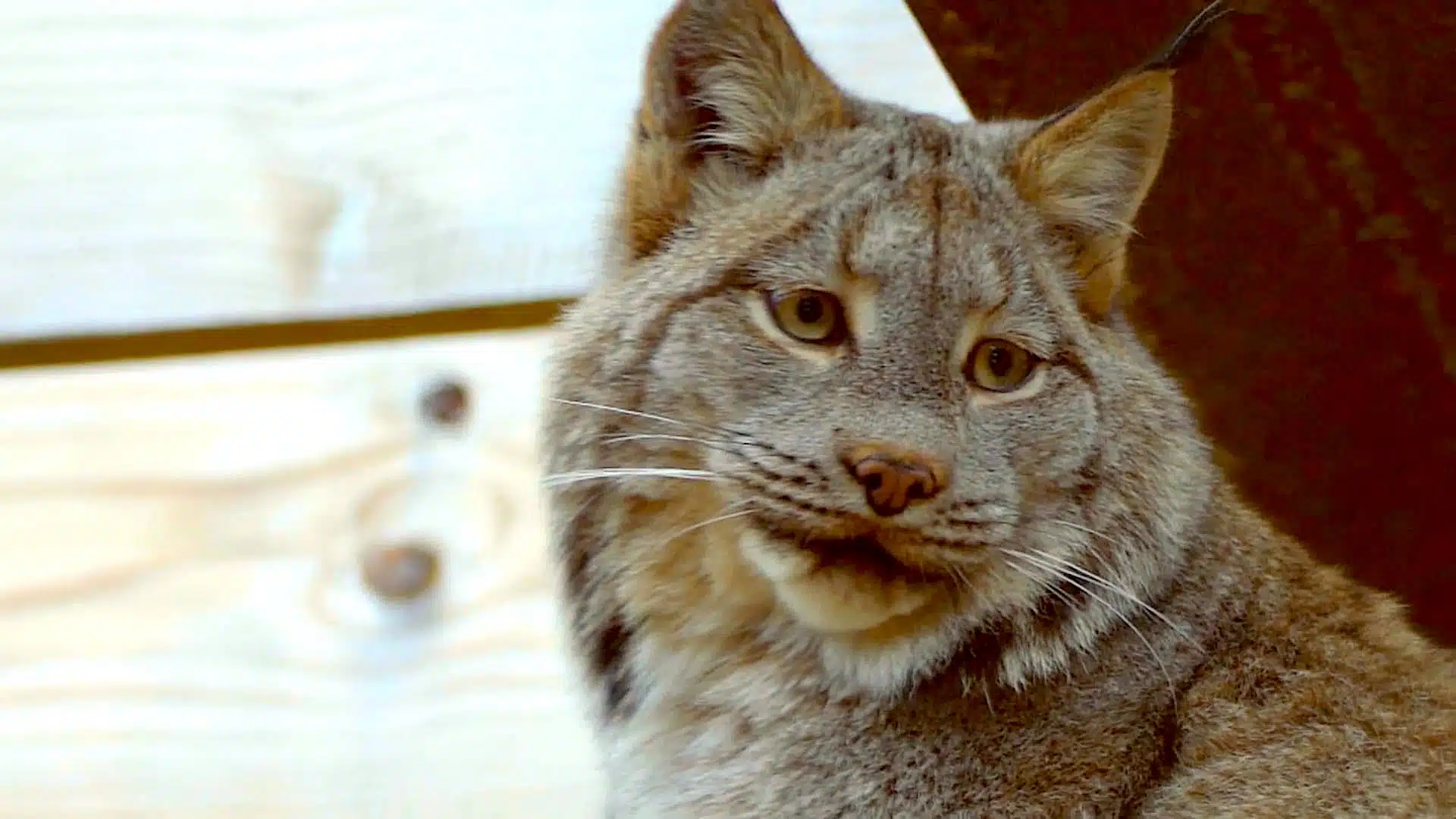 Bobcat looking to the side.