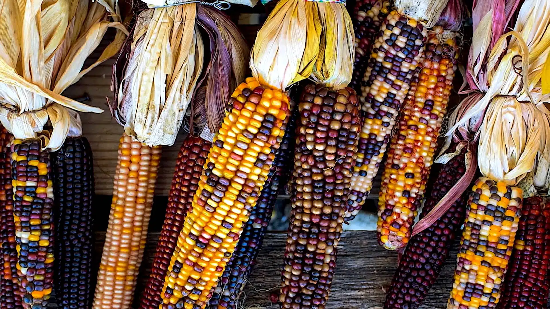 corn.