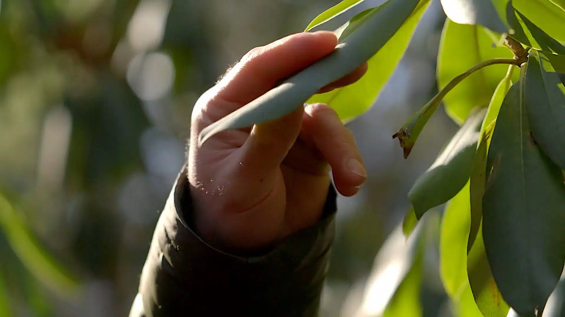 A hand touches leaves on a plant, with sunlight filtering through the greenery.