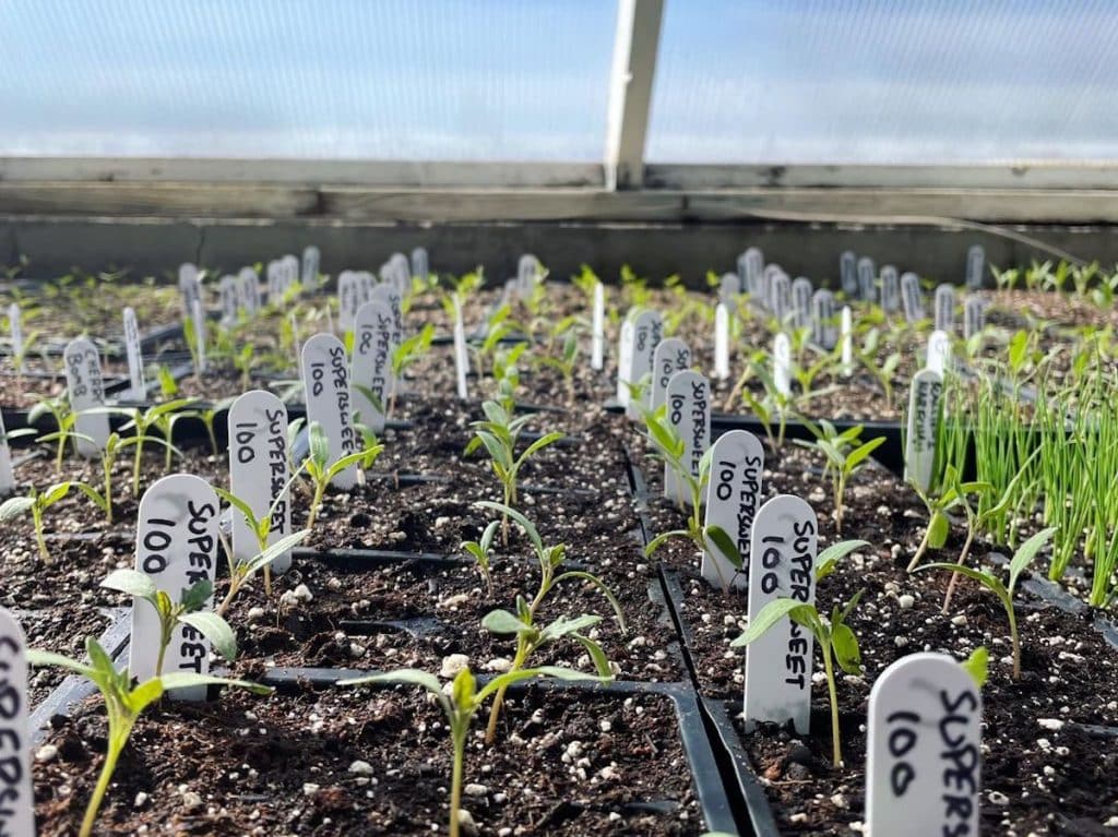 Close-up of young plant seedlings in small pots with white labels, lined up in rows inside a greenhouse.