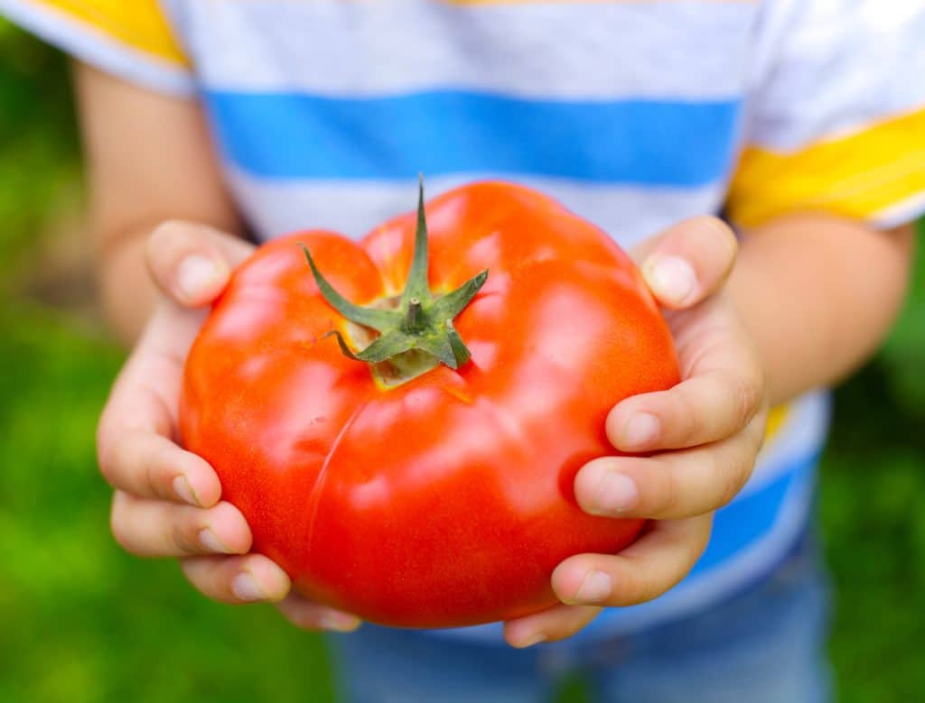 Close-up of a child holding a large, ripe tomato with both hands. The child is wearing a striped shirt.