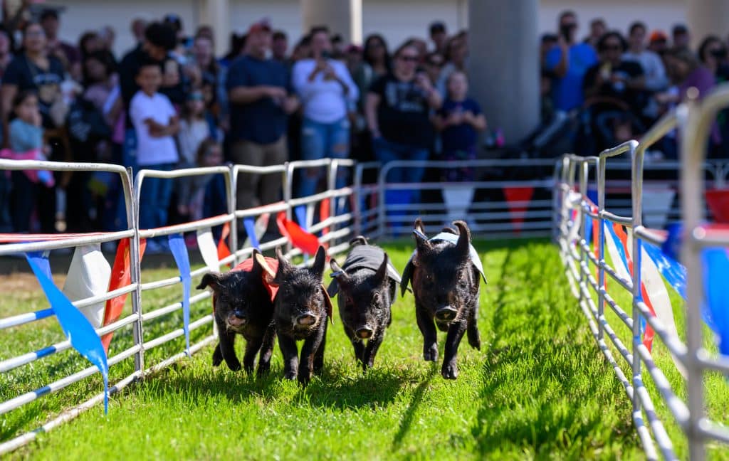 Pig Races at The Big E in Massachusetts in September