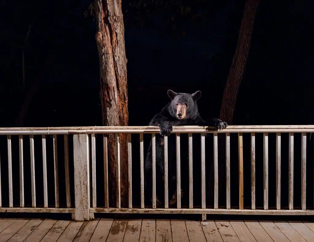 A bear stands with its front paws resting on the railing of a wooden deck at night.