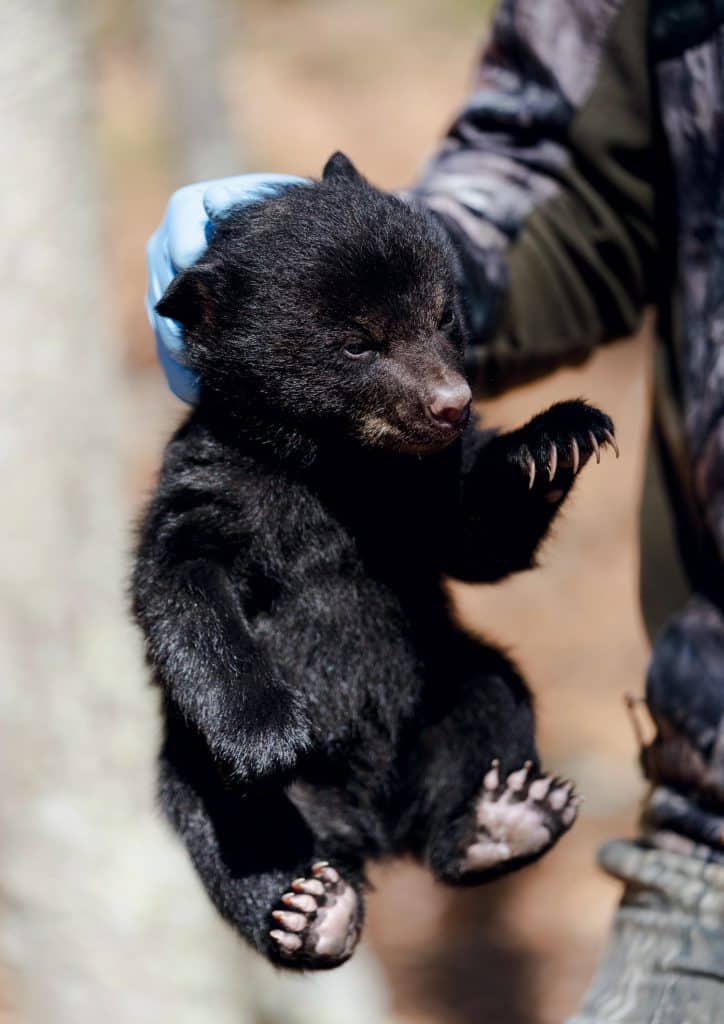 A person wearing a camouflage jacket and blue glove holds a small black bear cub by the scruff of its neck.