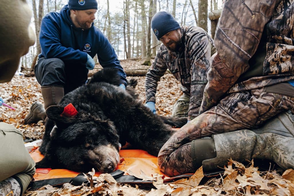 Three people in outdoor gear tend to a tranquilized black bear lying on an orange tarp in a forested area during wildlife research.