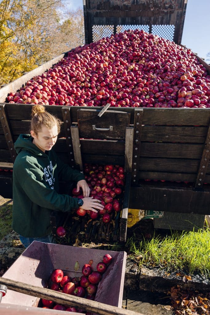 A person in a green hoodie sorts red apples being unloaded from a large wooden container into a smaller bin outdoors.