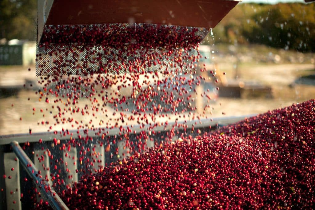 A machine is pouring freshly harvested cranberries into a large container on a sunny day.