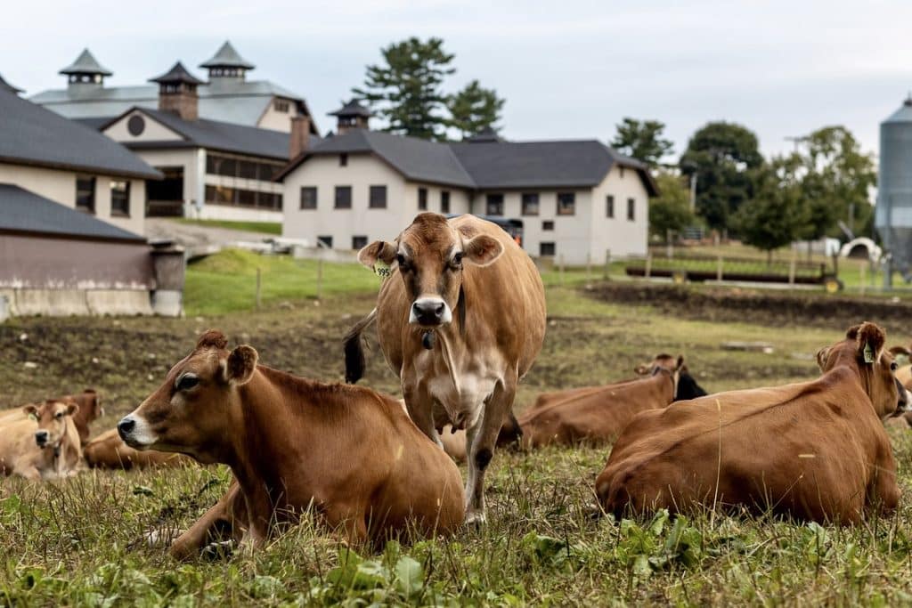 Several brown cows are grazing and resting in a grassy field, with multiple farm buildings in the background under a cloudy sky.