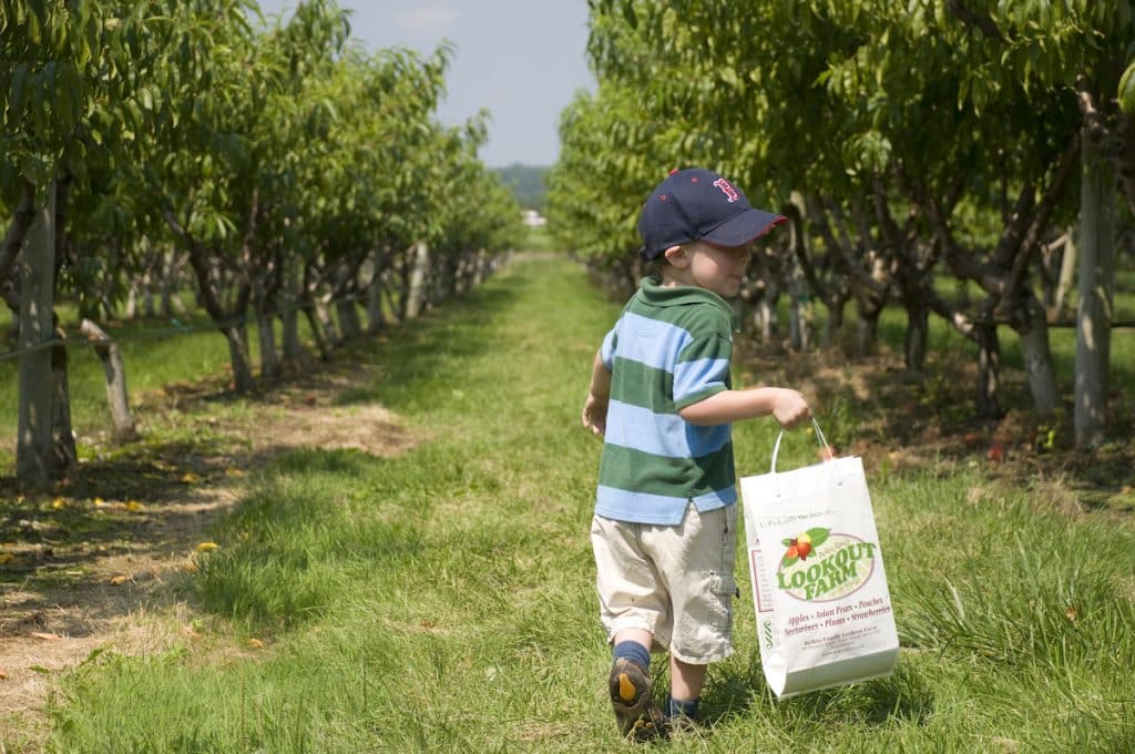 A child in a baseball cap walks through an orchard carrying a white bag with "Lookout Farm" printed on it. Surrounding are rows of trees with green foliage.