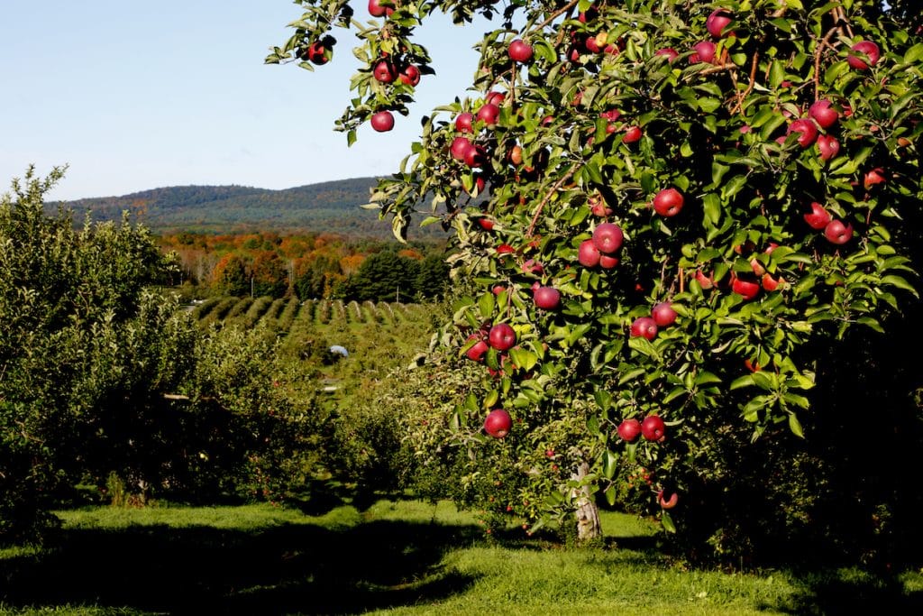 Orchard with trees bearing ripe red apples, set against a backdrop of rolling hills and a clear sky.