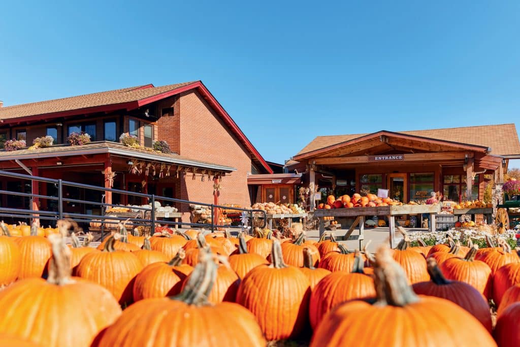 A pumpkin patch with numerous pumpkins in the foreground and a rustic building entrance in the background under a clear blue sky.