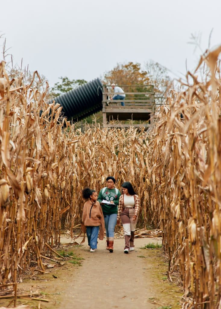Guide to Amherst, Massachusetts | Eat, Stay, Play. Three individuals walk through a corn maze on a cloudy day. A person is seated on a raised platform in the background.