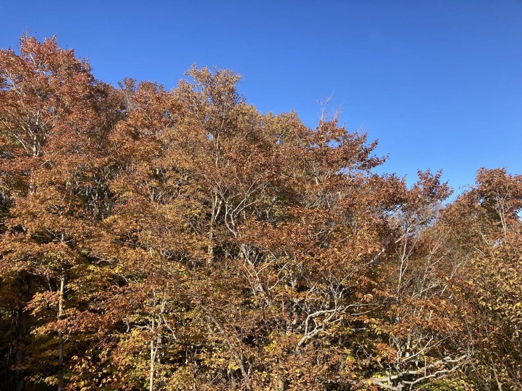 Trees with brown and orange leaves against a clear blue sky.