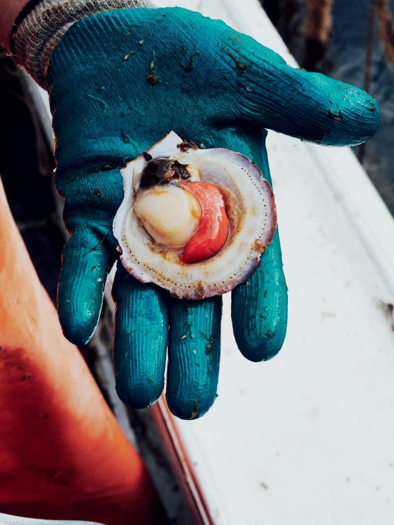 A gloved hand holds an open scallop with visible orange and white flesh.
