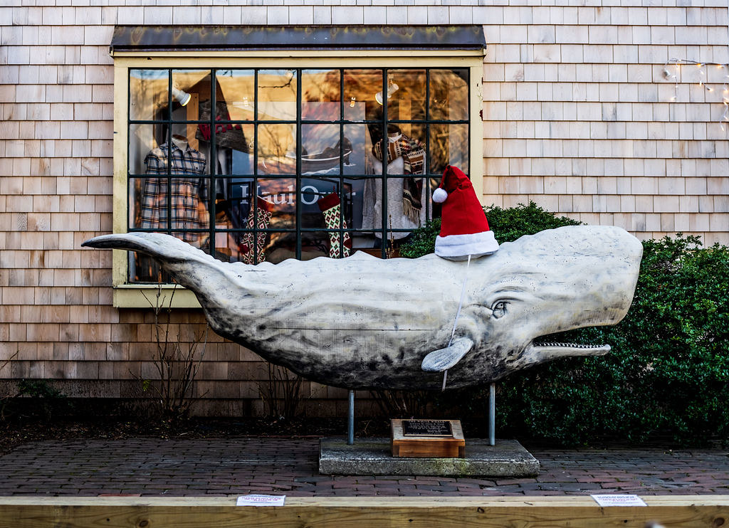 A white whale statue wearing a Santa hat on Nantucket during the Christmas Stroll.