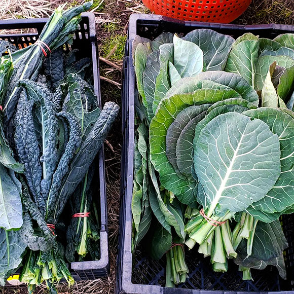 Bunches of Kale