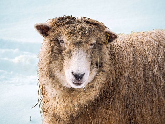 Close-up of a sheep