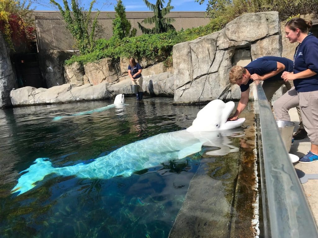 Two trainers interact with beluga whales in a pool at a zoo or aquarium, surrounded by rocks and trees.