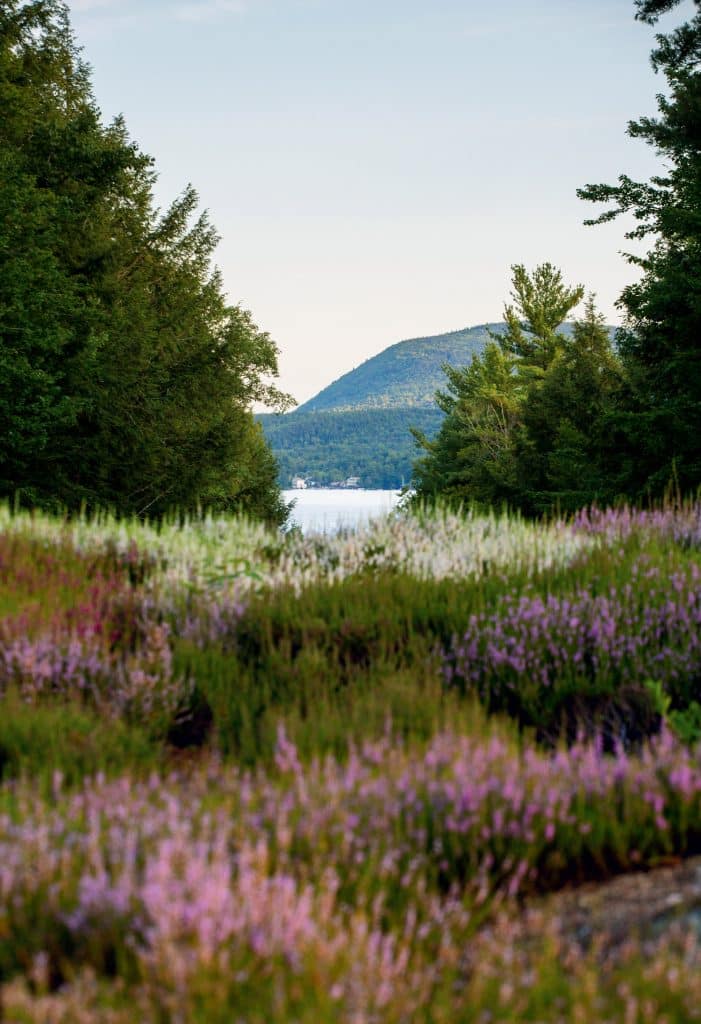 A serene landscape with purple and green wildflowers in the foreground, a lake in the middle, and a green tree-covered hill in the background under a clear sky.