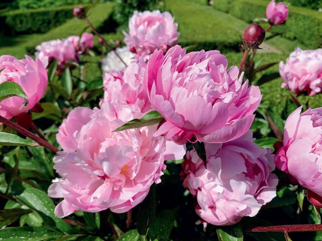 Close-up of blooming pink peonies surrounded by green leaves in a garden setting.